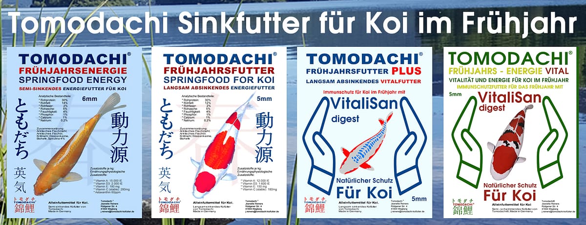 Frühjahrsfutter für Koi - bestes Sinkfutter für Koi im Frühjahr kaufen wir günstig im Koifuttershop von Tomodachi Tomodachi Koifutter für das Frühjahr